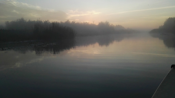 Nuferi in Delta Dunarii